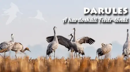 Darules a Kardoskúti Fehér-tónál — Körös–maros Nemzeti Park, Budapest