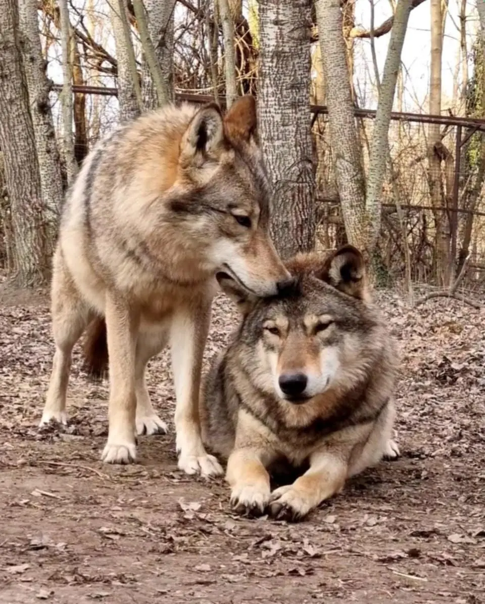 Ünnepi állatismertetők a Körösvölgyi Állatparkban — Körös–maros Nemzeti Park, Budapest