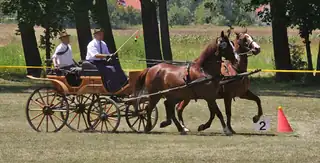 Amatőr kettes fogathajtó verseny