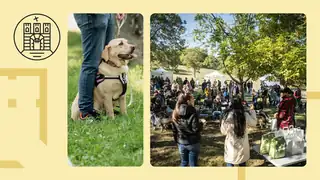 Kutyás piknik az állatok világnapja alkalmából