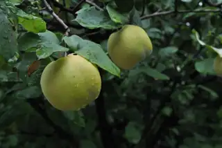 Állatok Világnapja a majorban