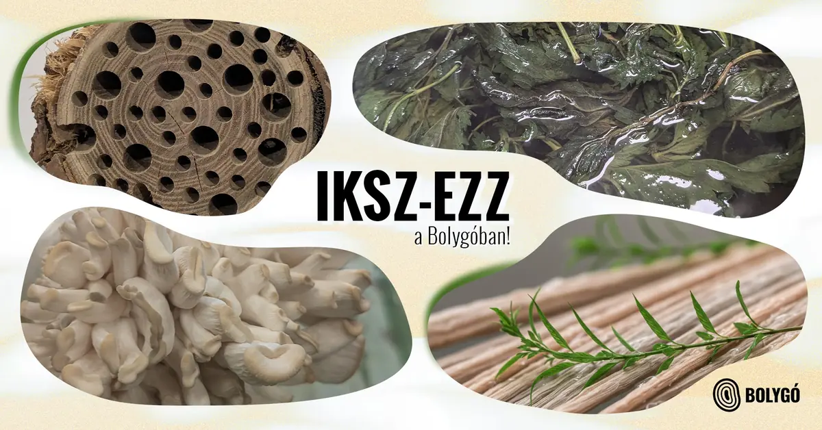 IKSZ-ezz a Bolygóban! — Bolygó Közösségi Tér, Budapest