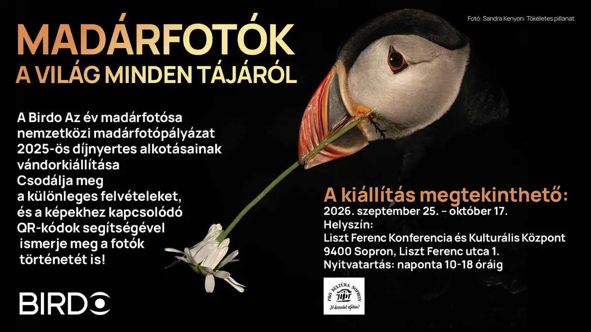 Birdo — Liszt Ferenc Kulturális Központ, Sopron